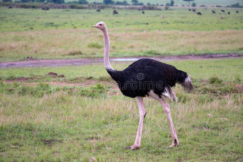 A male Ostrich bird runs through the grass landscape from the savannah in Kenya royalty free stock image A male Ostrich bird runs through the grass landscape from the savannah in Kenya royalty free stock image