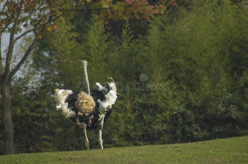 male ostrichrunning royaltyfri bild male ostrichrunning royaltyfri bild