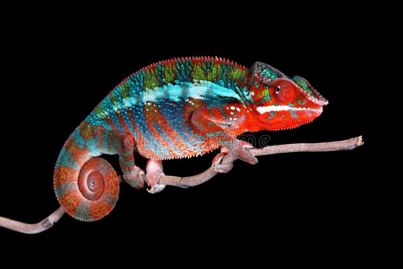 Panther Chameleon on stick with Black Background stock image Panther Chameleon on stick with Black Background stock image