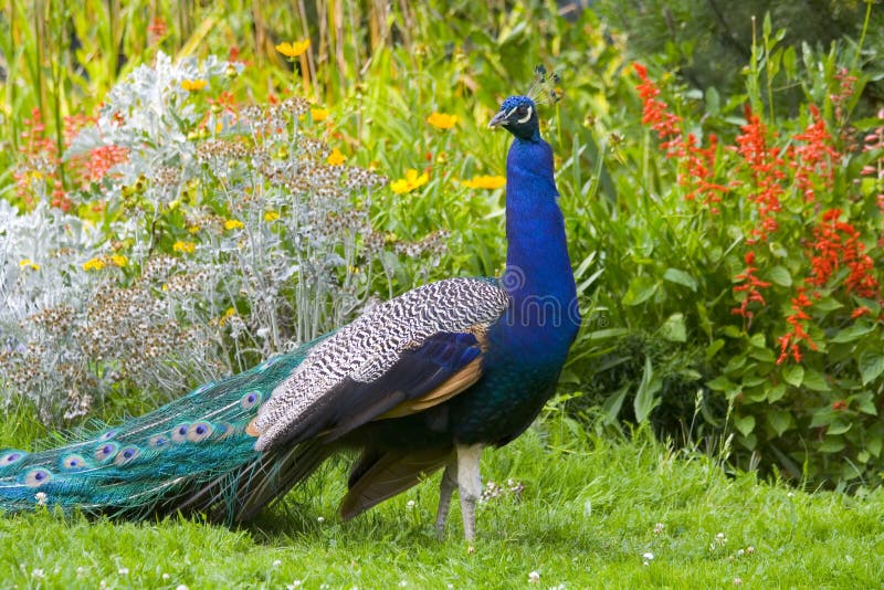 Male Peacock royalty free stock images Male Peacock royalty free stock images