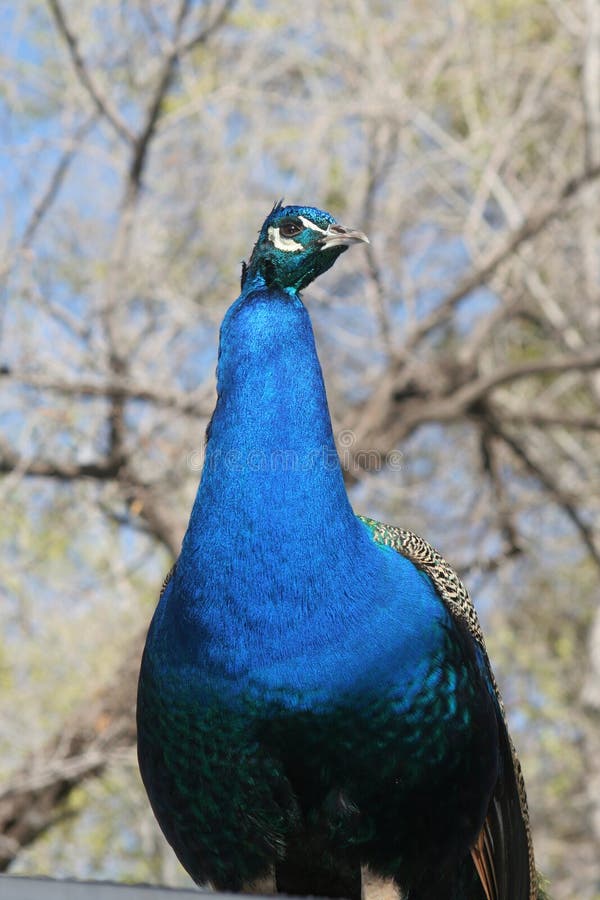 Male Peacock