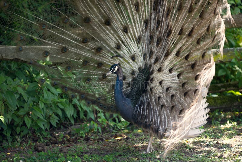 A male peacock with tail feathers fanned out. stock photography A male peacock with tail feathers fanned out. stock photography