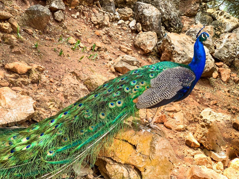 Close up male peacock, which has very long tail feathers that have eye-like markings and erected and fanned out in display