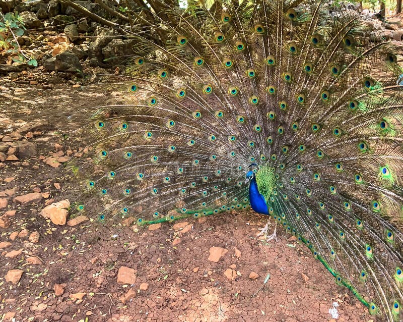 Close up male peacock, which has very long tail feathers that have eye-like markings and erected and fanned out in display