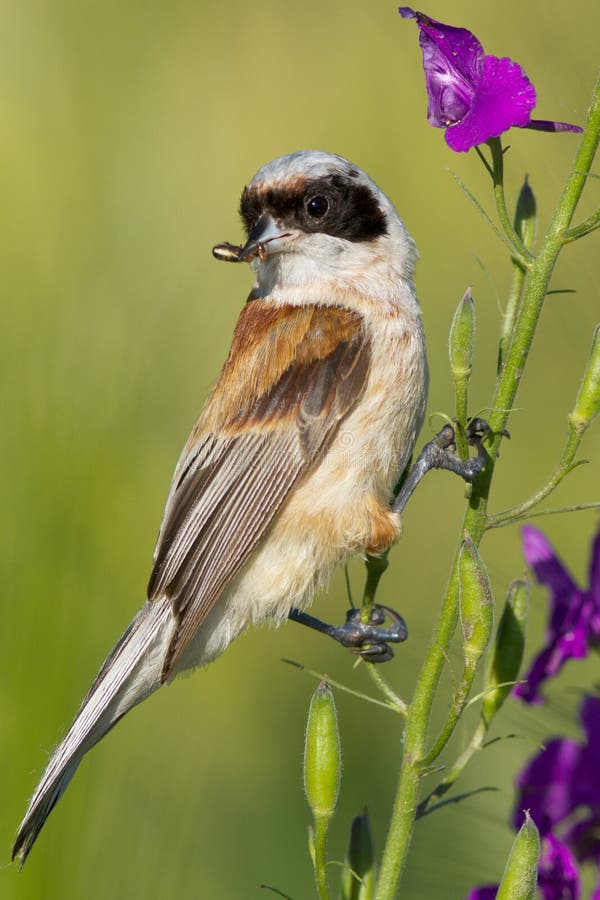 A male of penduline tit / Remiz pendulinus