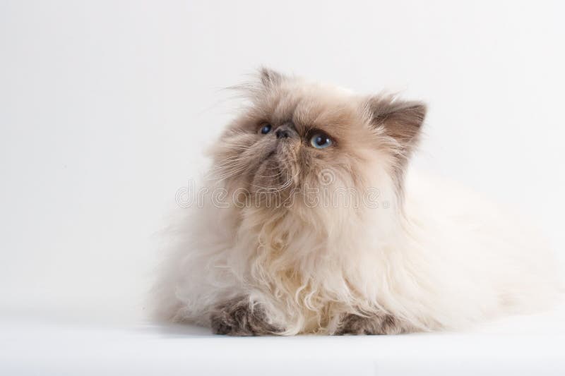 Male persian cat breed