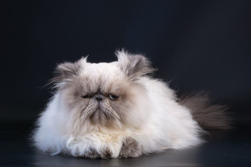 Male persian cat breed