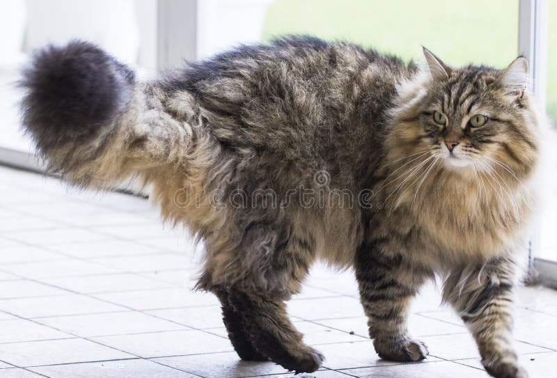 Male pet profile from siberian livestock. Adorable domestic cat walking outdoor. Hypoallergenic pet brown tabby version. Male pet profile from siberian livestock. Adorable domestic cat walking outdoor. Hypoallergenic pet brown tabby version