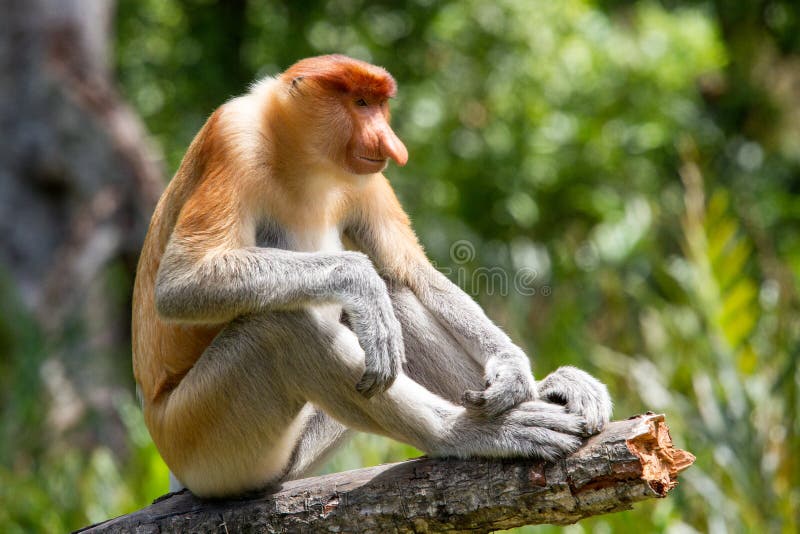 Male Proboscis Monkey stock photo. Image of proboscis - 189169196