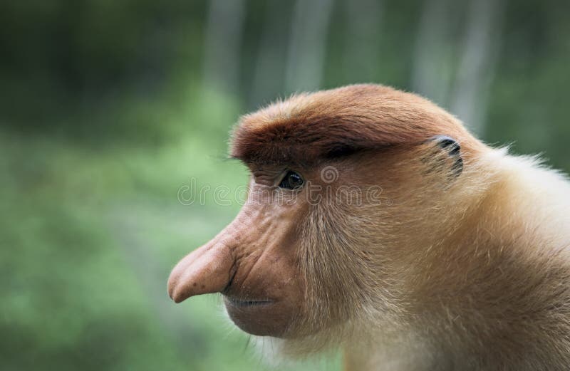 257 Ugly Monkey Photos Free Royalty Free Stock Photos From Dreamstime