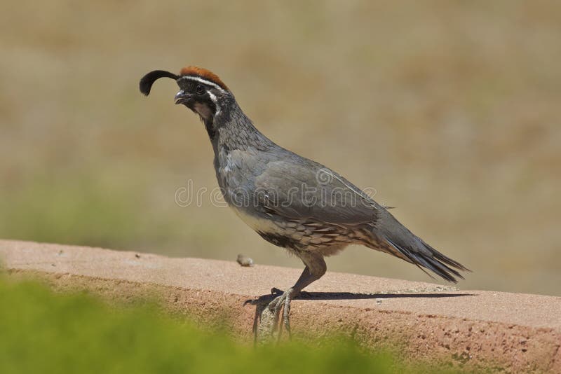 Download Male Quail S För Kalifornien Gambel Arkivfoto - Bild av djurliv, färgrikt: 19786248
