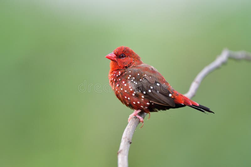 Male of red avadavat or strawberry finch bird tunring into breeding plumage with vivid red feathers in mid rainny season