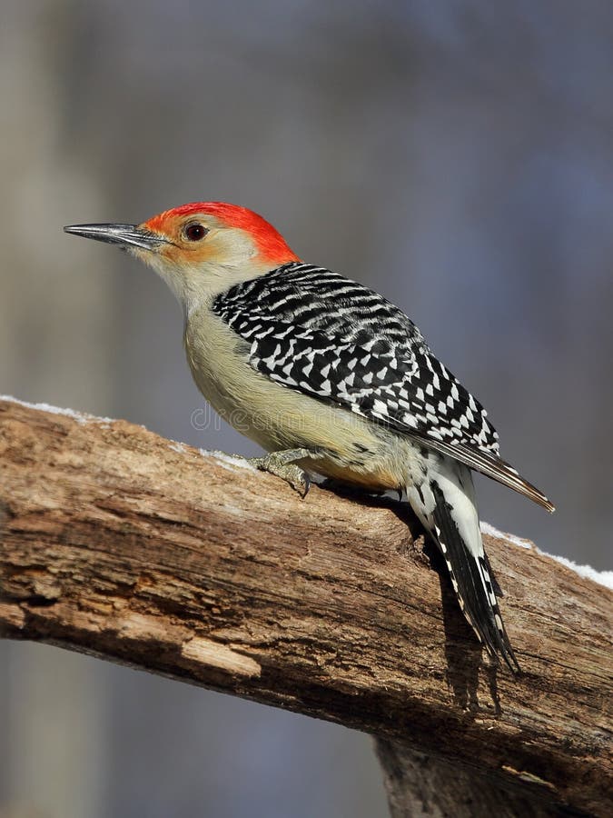 Male Red-bellied Woodpecker Stock Photo - Image of redbellied, birding