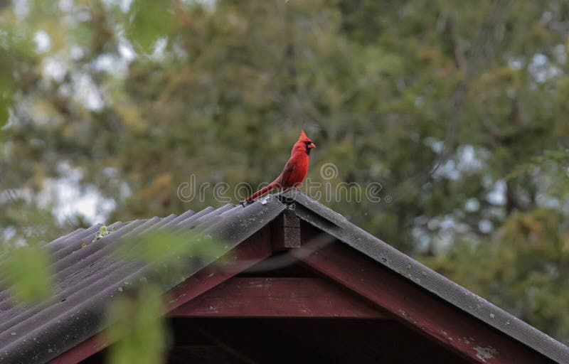 Male Red Cardinal Perched on Red Barn