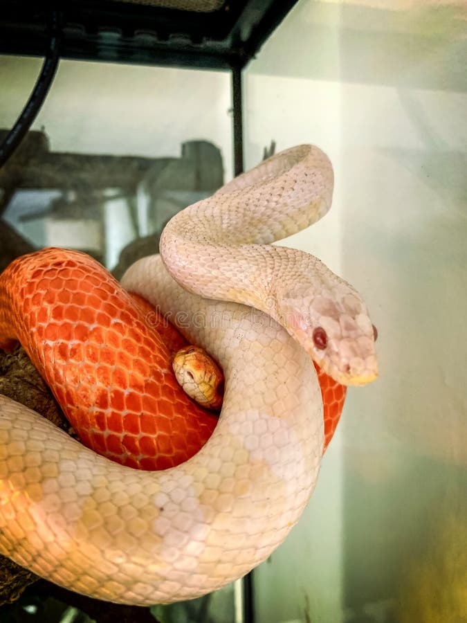 A male red and a female white Corn Snake Pantherophis guttatus royalty free stock photo A male red and a female white Corn Snake Pantherophis guttatus royalty free stock photo