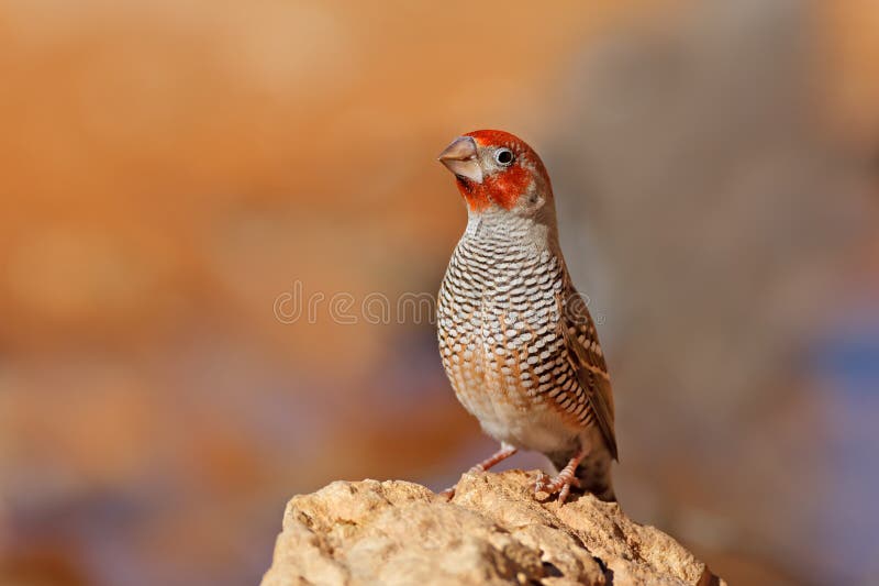 Male red-headed finch stock images Male red-headed finch stock images
