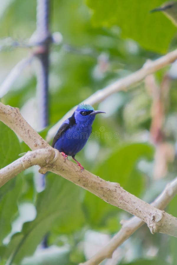 Male Red-legged Honeycreeper