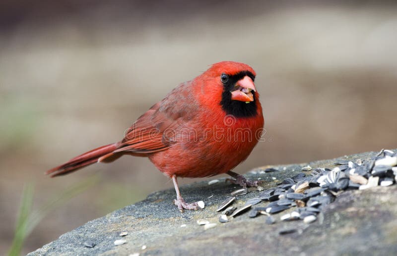 Red male Northern Cardinal bird eating seed, Athens GA, USA