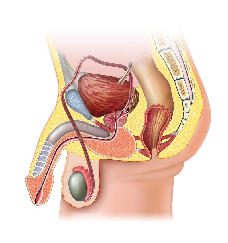 Anatomie der männlichen Geschlechtsorgane.