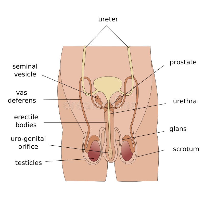 Male reproductive organs stock illustration. Illustration of muscle -  36379160