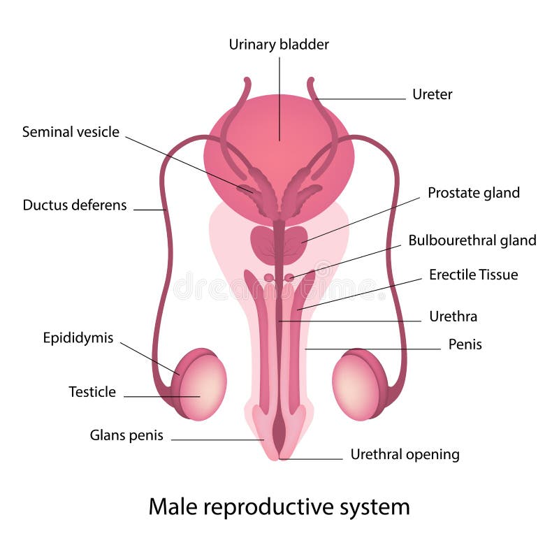 Watercolor A&P Male Reproductive System