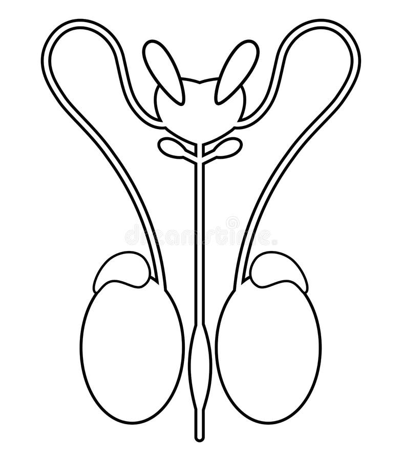 Male reproductive organs | Alila Medical Images