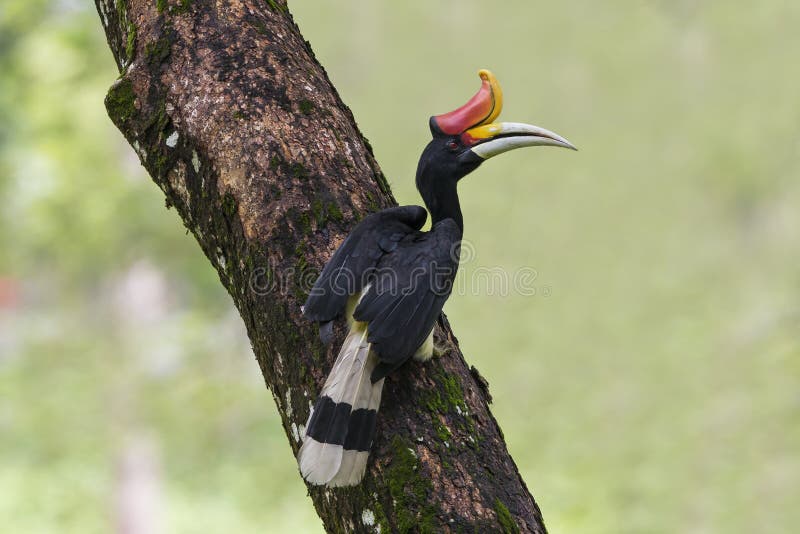 Male Rhinoceros Hornbill perch