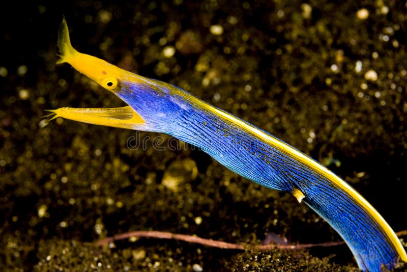 Male ribbon eel in volcanic black sand