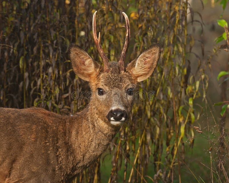 A male Roe Deer, Capreolus capreolus standing in a field looking at the camera