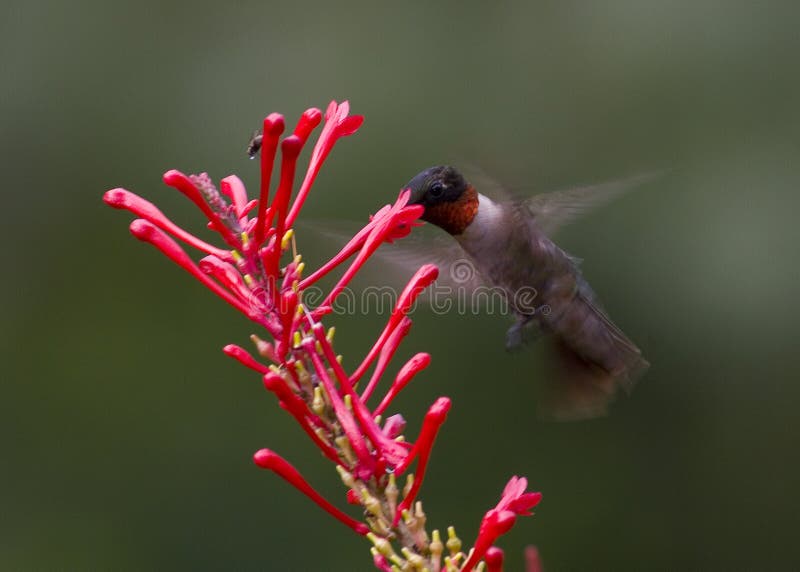 Male Ruby-throated hummingbird