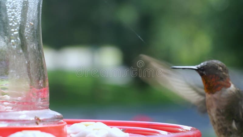 Male Ruby Throated Hummingbird, Archilochus colubris, eating at a red bird feeder. Beautiful closeup clip of bird with string of