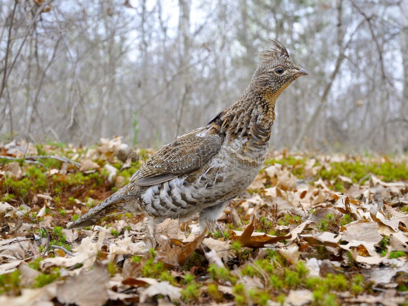 Male Ruffed Grouse stock image