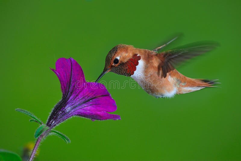 Male rufous Hummingbird royalty free stock images
