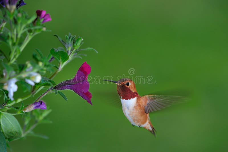 Male rufous Hummingbird stock photography
