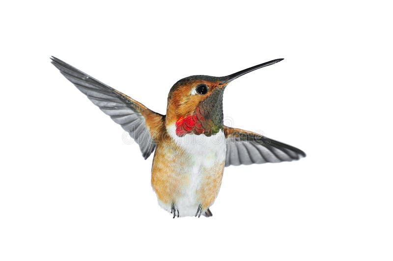Male rufous Hummingbird stock images