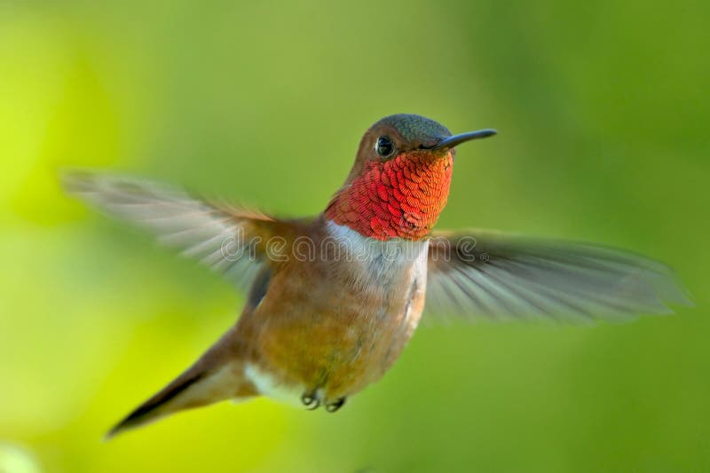 Male rufous Hummingbird stock image