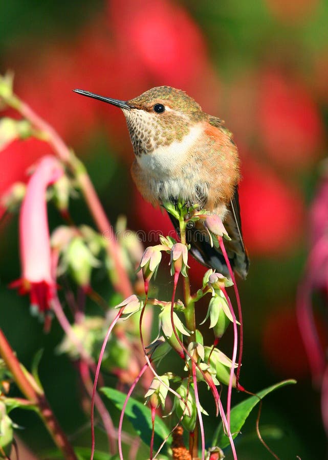 Male Rufous hummingbird