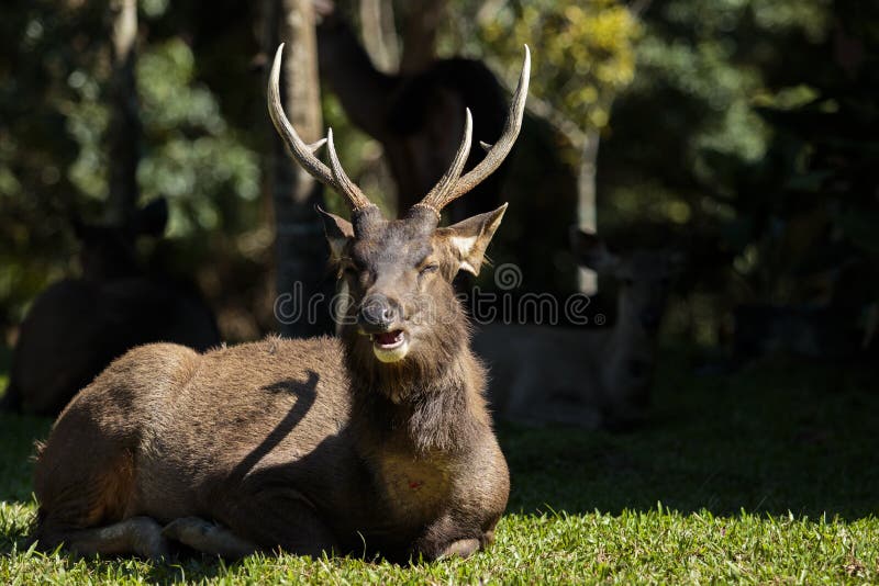 Male Sambar Deer in Khaoyai National Park Thailand Stock Photo - Image of  look, dramatic: 201644478
