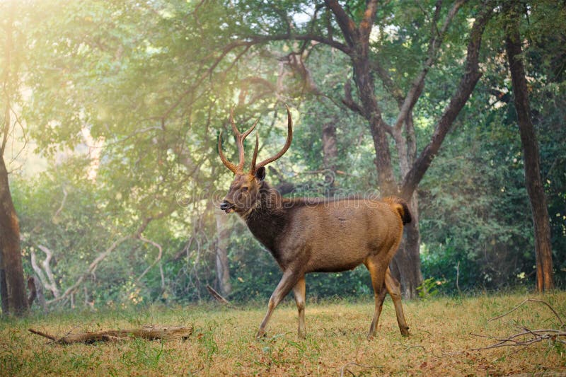 Male Sambar Deer stock image. Image of horn, indian, animal - 34177907