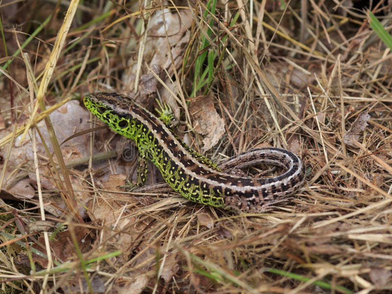 Lizard stock image. Image of isolated, beast, small, lacertilia 2714093