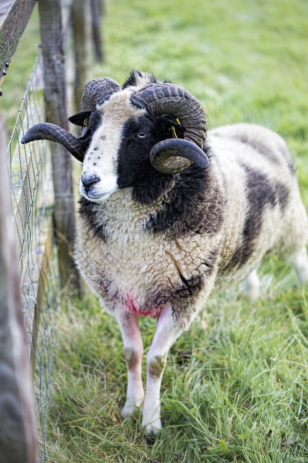 Male sheep stock photo. Image of front, cheese, field 88624802