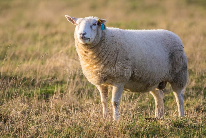 13,215 Male Sheep Stock Photos Free & RoyaltyFree Stock Photos from