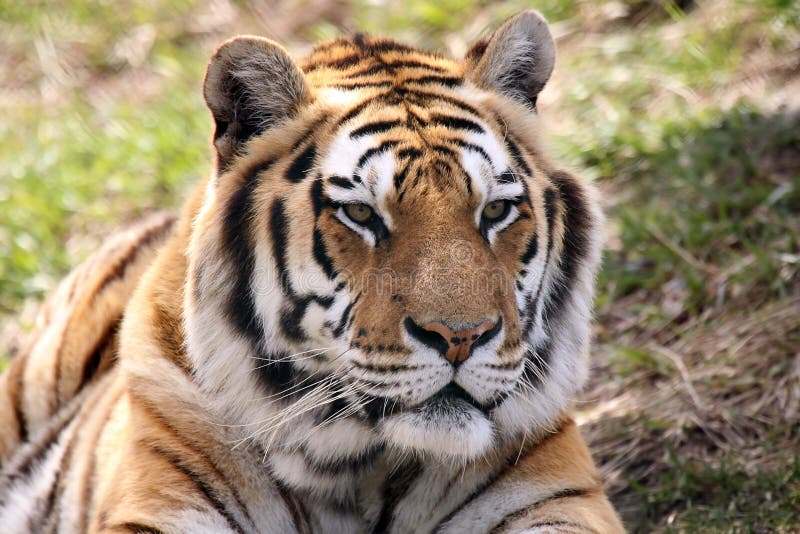 Male Siberian Tiger stock photo. Image of siberian, endangered 9546510