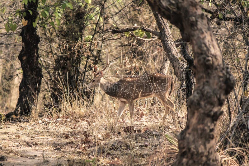 Spotted Deer at Bandhavgarh National Park Stock Photo - Image of wildlife, jinke: 19680646 Spotted Deer at Bandhavgarh National Park Stock Photo - Image of wildlife, jinke: 19680646