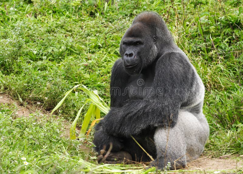 Male Silver Gorilla