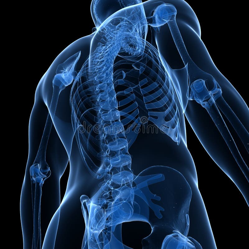 Male skeleton royalty free illustration