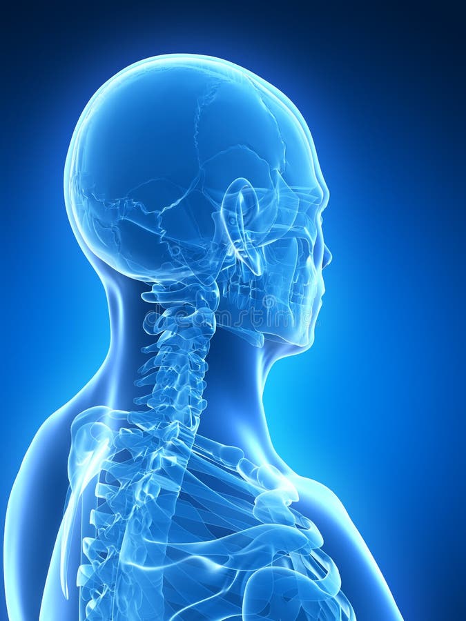 Skeletal neck and head stock illustration. Illustration of spinal ...