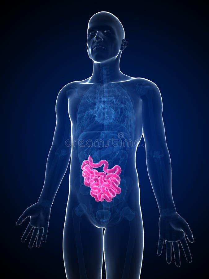 Male small intestine vector illustration