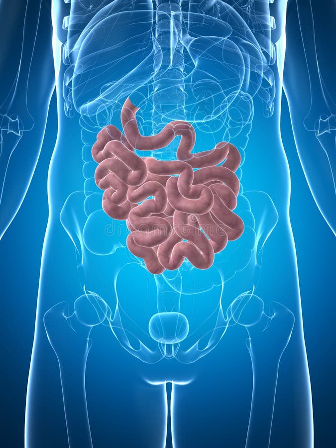 Male small intestine royalty free illustration