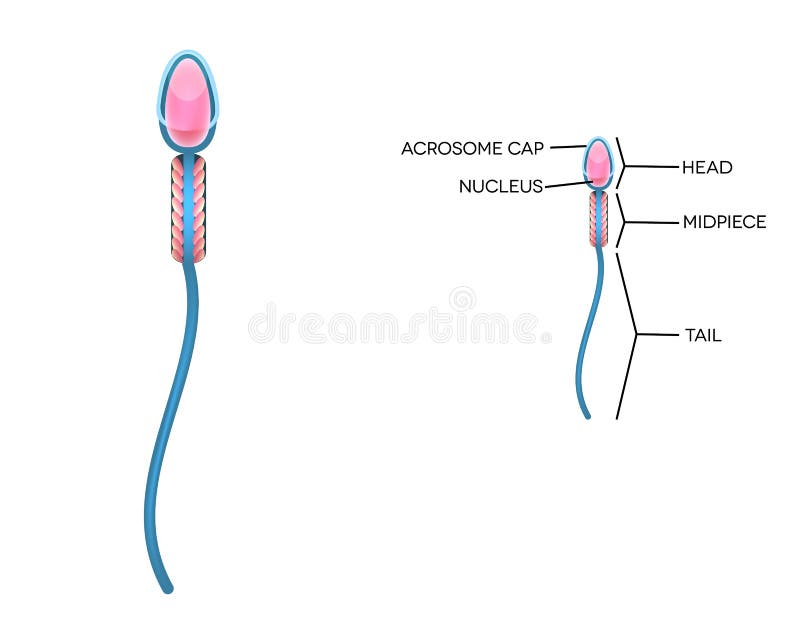 human Ingredients sperm of male Hot Naked Pics Multiple sex partner videos trailers